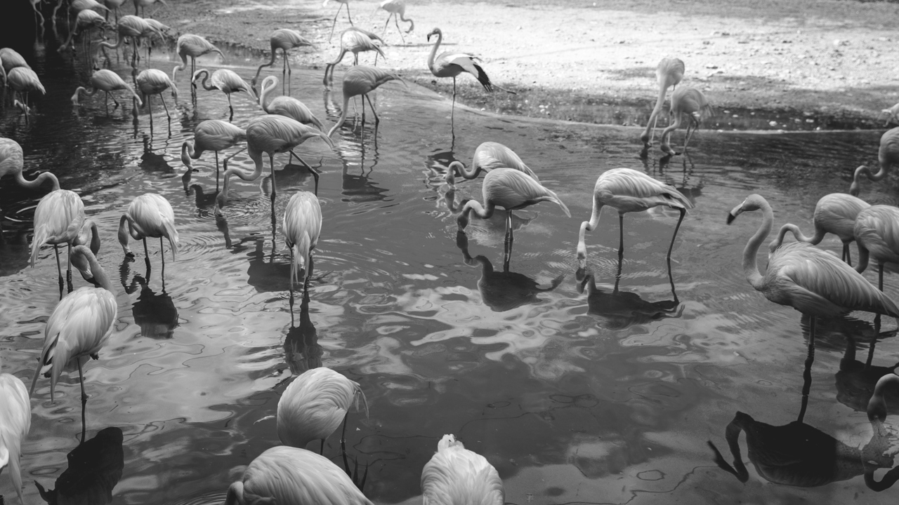 Flamingos